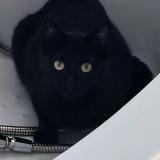 Picture of cat lost at Villez Sous Bailleul