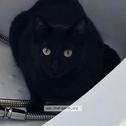 Photo 1/1 Mélodie Chat lost in Villez sous bailleul