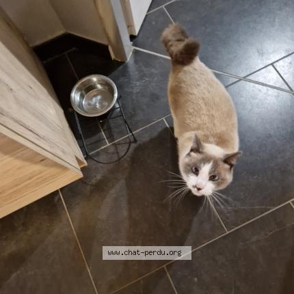 Photo 1/1 Zazou Chat lost in Luxeuil les bains