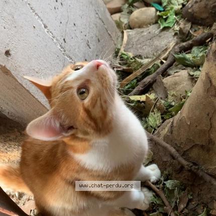 Photo 1/1 Grimoire Chat lost in Lyon