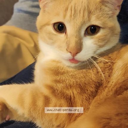 Photo 1/1 Gus Chat lost in Angers