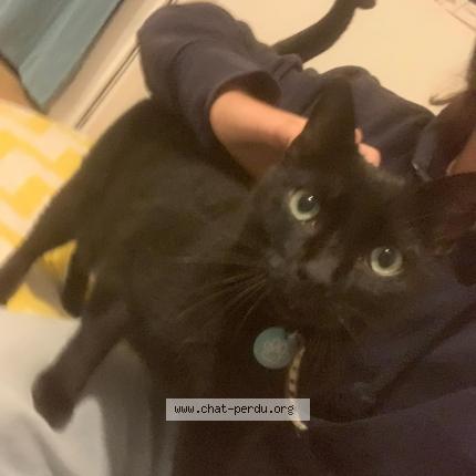 Photo 1/1 Oreo Chat lost in Le bouscat
