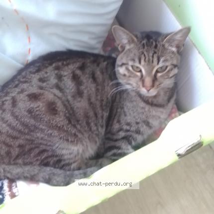 Photo 1/1 Found cat Found in Roubaix