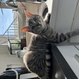 Picture of cat lost at Villeneuve Sur Lot