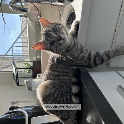 Photo 1/1 Cat reunited Lost in Villeneuve sur lot