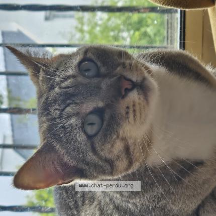 Photo 1/1 Subra Chat lost in Plougastel daoulas