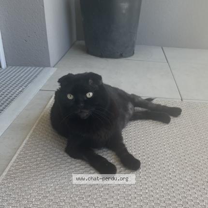 Photo 1/1 Emy Chat lost in L union