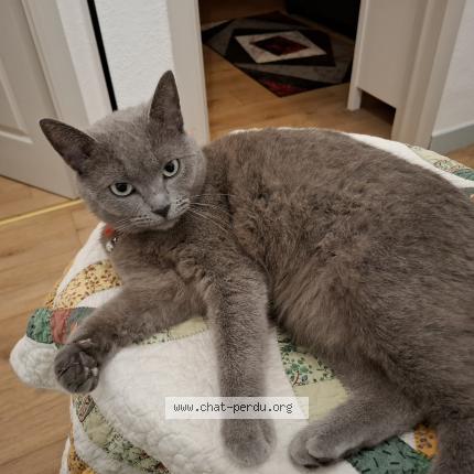 Photo 1/1 Mira Chat lost in Alleur