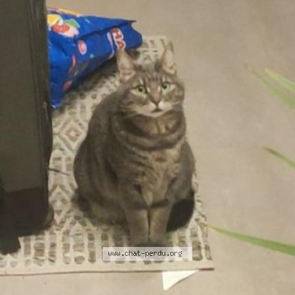 Foto 1/1 Wiedergefundene Katze Verloren in Uewerkolpech Ell