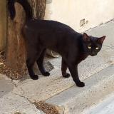 Picture of cat found at Aigues Mortes