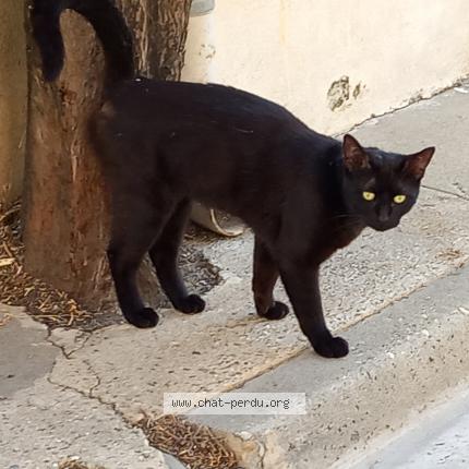 Photo 1/1 Found cat Found in Aigues mortes