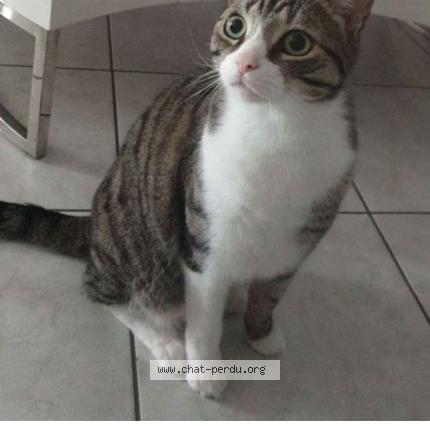 Photo 1/1 nougat Chat lost in Matzenheim