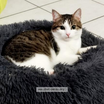 Photo 1/1 Isis Chat lost in Montauban