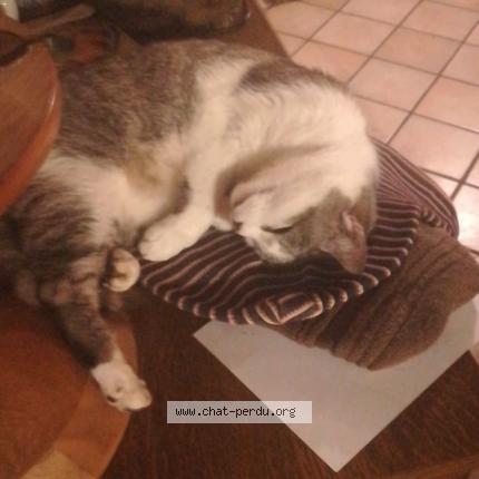 Photo 1/1 Mimine Chat lost in Cluny