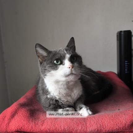 Photo 1/1 Nala Chat lost in Nice