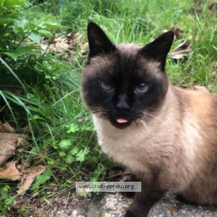 Photo 1/1 Castor Chat lost in Champigny sur marne