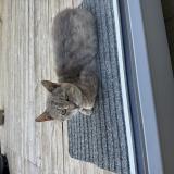 Picture of cat found at Saint Souplet