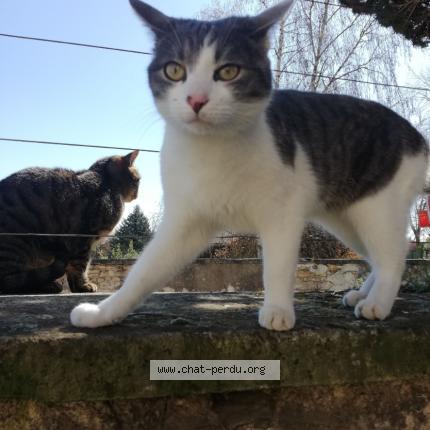 Photo 1/1 Berlioz Chat lost in Appoigny