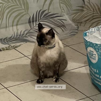 Photo 1/1 Chacha Chat lost in Courcome