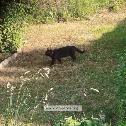 Photo 1/1 Found cat Found in Roubaix 59100