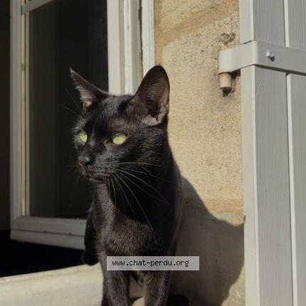 Photo 1/1 Ziak Chat lost in Bordeaux