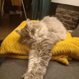 Picture of cat lost at Rillieux La Pape