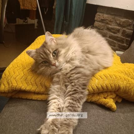 Photo 1/1 Queen Chat lost in Rillieux la pape