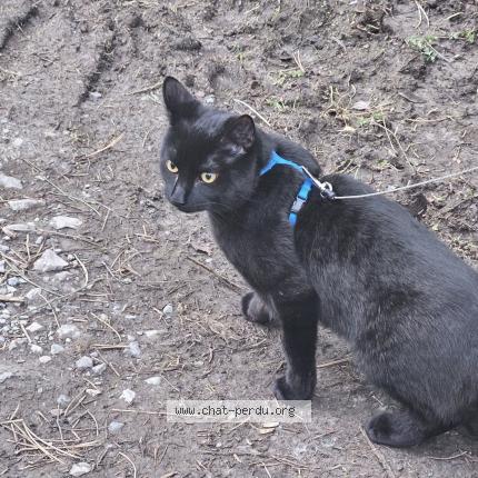 Foto van vermiste kat in Moha