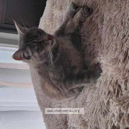 Photo 1/1 Belle Chat lost in Semussac