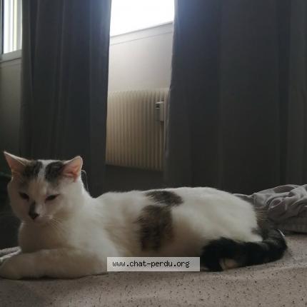 Photo 1/1 Snow Chat lost in Montceau les mines