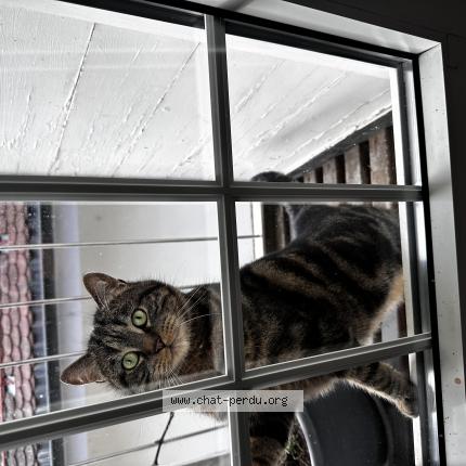 Foto 1/1 Wiedergefundene Katze Verloren in Cully