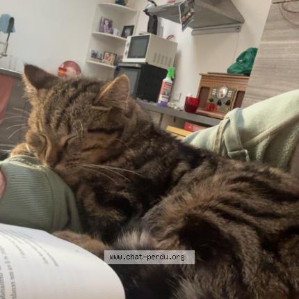 Photo 1/1 Buck Chat lost in Henin beaumont