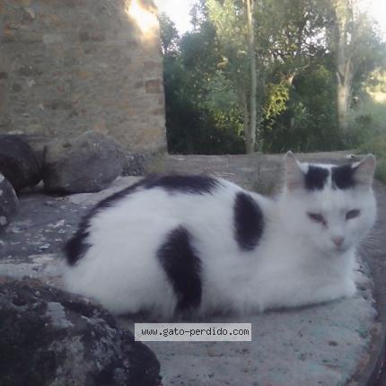 Photo 1/1 Bizi Chat lost in Pueyo de araguas torrelisa