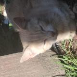 Picture of cat found at Soeurdres