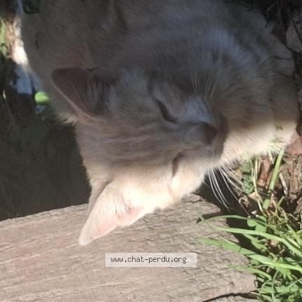 Photo 1/1 Found cat Found in Soeurdres