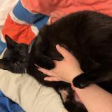 Picture of cat lost at Franey