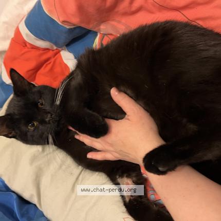 Photo 1/1 Matchú Chat lost in Franey