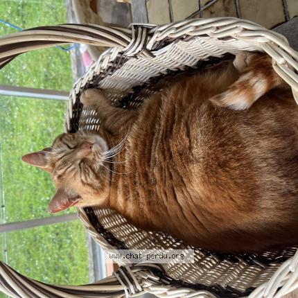 Photo 1/1 Rourou Chat lost in Binic