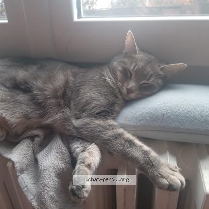 Picture of cat lost at Clermont Ferrand