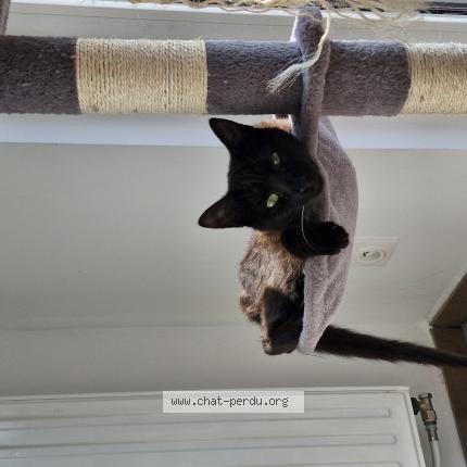 Photo 1/1 Calcifer Chat lost in Valenciennes