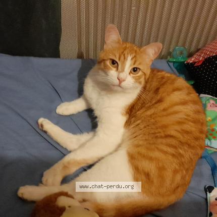 Photo 1/1 Dobbie Chat lost in Beaumont sur vesle