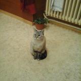 Picture of cat lost at Saint Savin