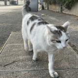 Picture of cat found at Dammartin En Goele