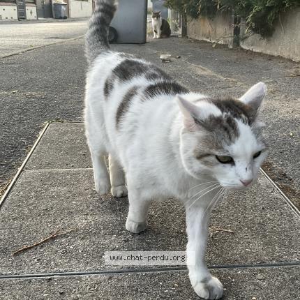 Photo 1/1 Found cat Found in Dammartin en goele