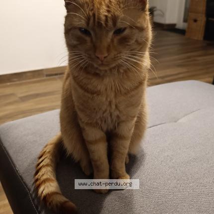 Photo 1/1 Kawkaw Chat lost in Marseille 16