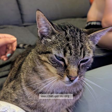 Photo 1/1 Vegas Chat lost in St jean d illac