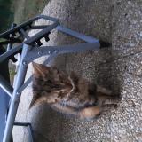 Picture of cat found at Laon