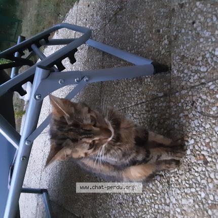 Photo 1/1 Found cat Found in Laon