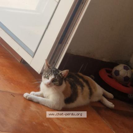 Photo 1/1 Kaela Chat lost in Prignac et marcamps