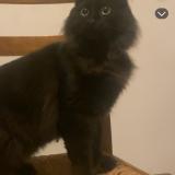 Picture of cat found at Montpellier